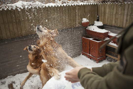 金毛犬