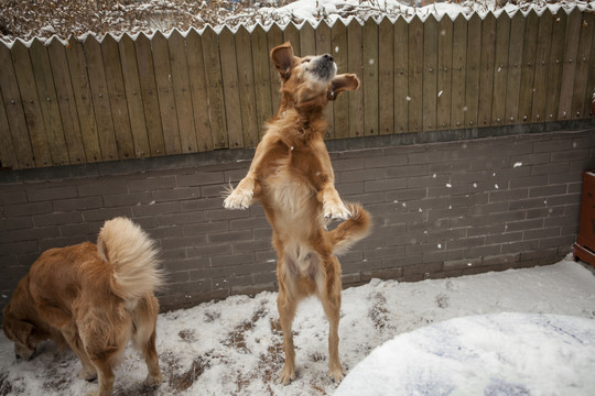 黃金獵犬