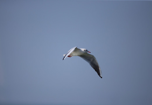 紅嘴鷗 鳥
