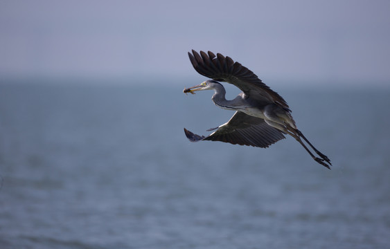 飛翔 灰鷺 鳥