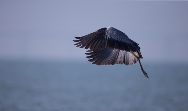 大灰鷺  鷺鳥 飛翔