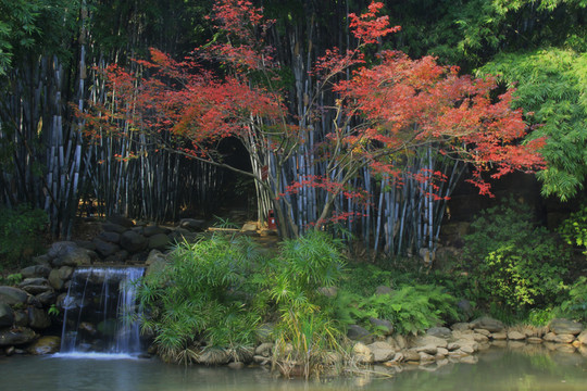 竹林竹海流水