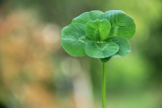三葉草中找到六葉草