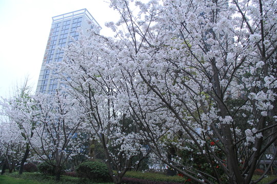 長(zhǎng)沙市政府櫻花