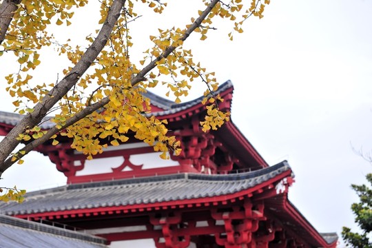 銀杏樹與古建筑 秋天風(fēng)景