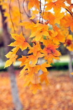 紅葉 秋天樹葉 樹林