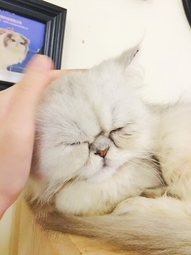 波斯貓