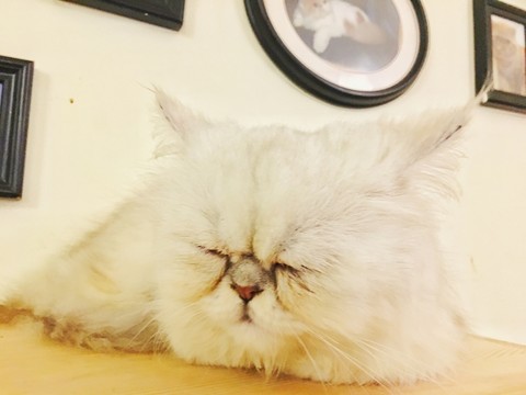 波斯貓