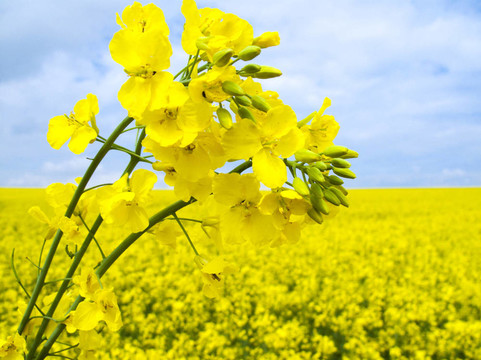 開花的油菜