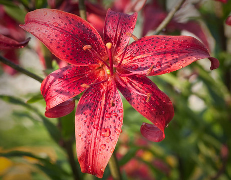 Tiger lily（卷丹；合成。L. tigrinum）在雨滴。