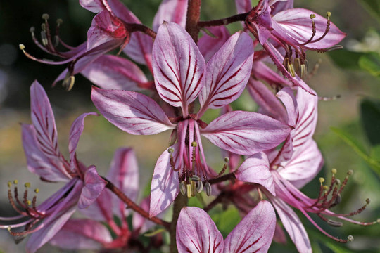 Dictamnus albus；白鮮