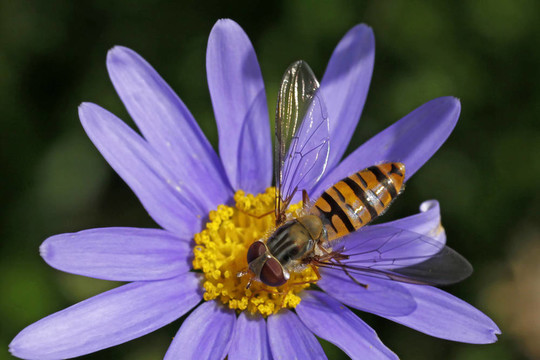 Episyrphus balteatus；Hoverfly