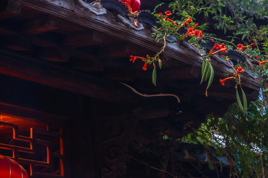 古建房檐上的花朵植物