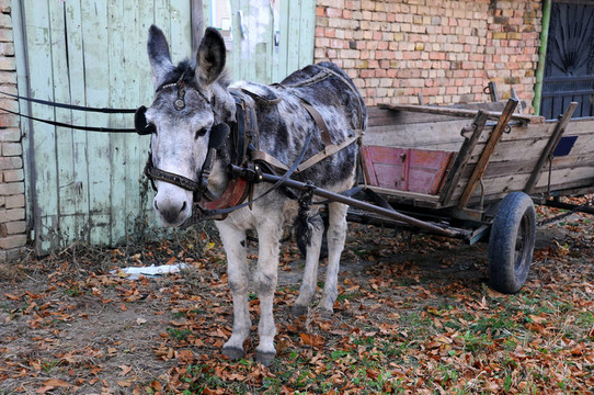 灰驢車