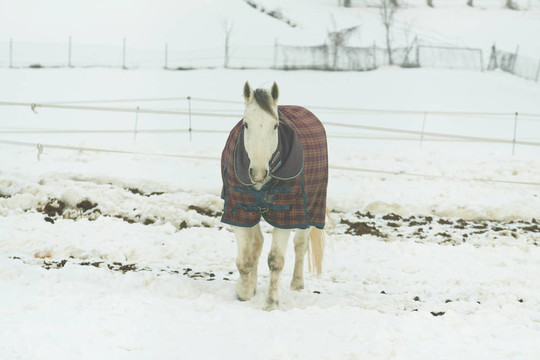 雪中的馬
