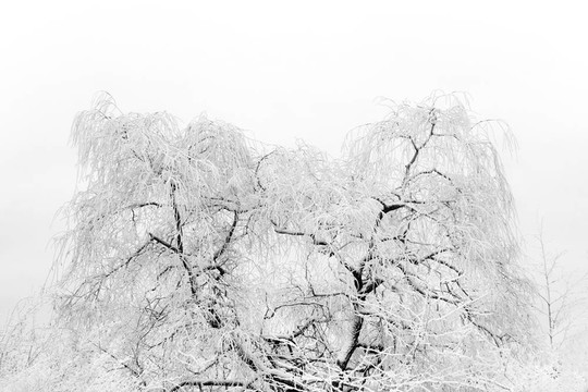 樹與rime frost