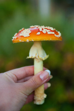 粉木耳蘑菇