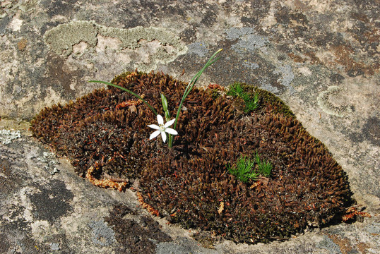 干苔；地衣和白花