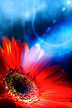 摘要夏季背景gerbera flower