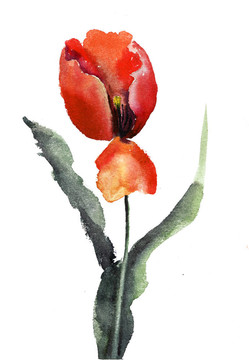 美麗的郁金香花