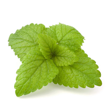 薄荷