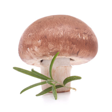 褐蘑菇人和迷迭香的葉子
