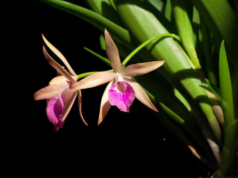 brassanthe maiaca