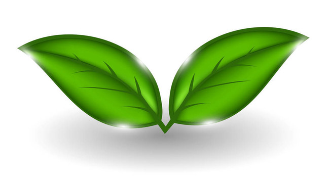 植物環(huán)境背景。插畫