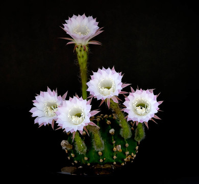 復(fù)活節(jié)的百合花仙人掌