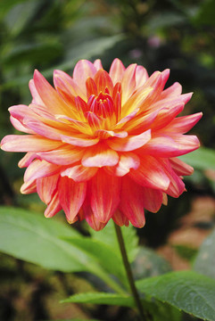 紅色的花
