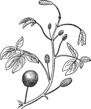 含羞草、含羞草sp.；復(fù)古雕刻