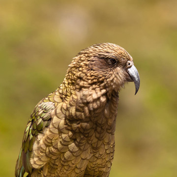 新西蘭高山鸚鵡Kea的肖像；Nestor notabilis