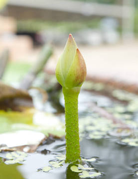 池塘里的小荷花