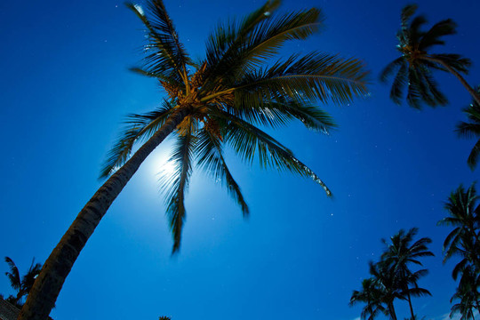 熱帶夜空；棕櫚樹和Moon