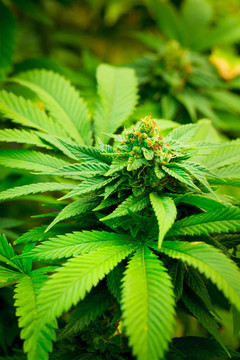 大麻植物