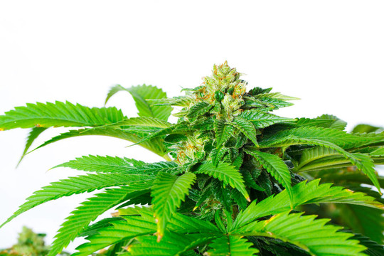 大麻植物