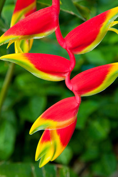 美；美；開(kāi)花；花；植物；植物；明亮；C