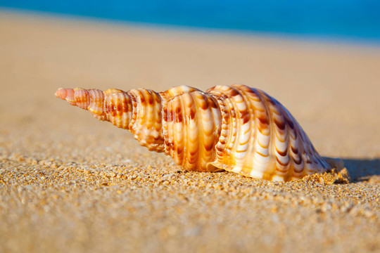 海灘上的貝殼