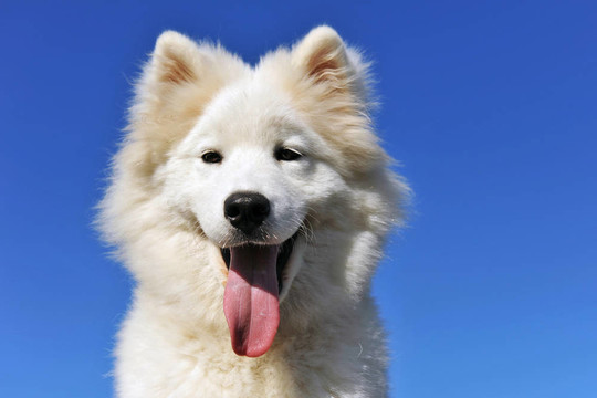 薩摩犬幼犬