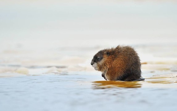 Wintering muskrat（Ondatra zibethicus）在冰的邊緣。第一次霜凍；河