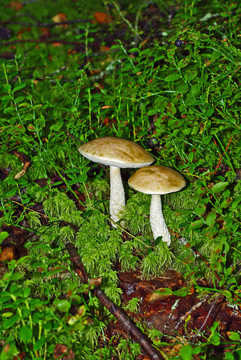 Mushroms在森林中
