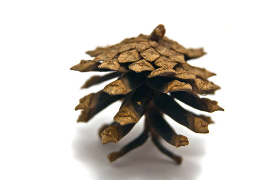 Pinecone的特寫