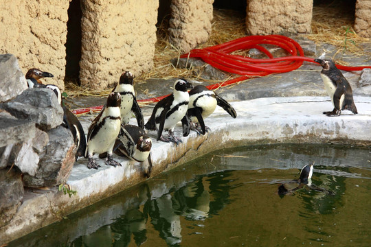 非洲企鵝（Spheniscus demersus）動物園附近的游泳池