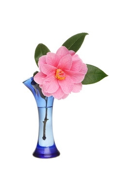 山茶花在花瓶