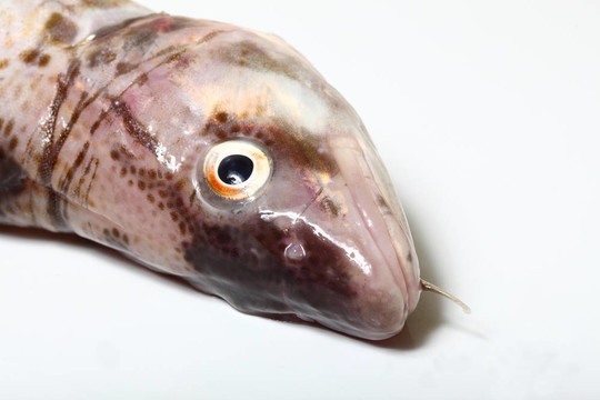 鱈魚