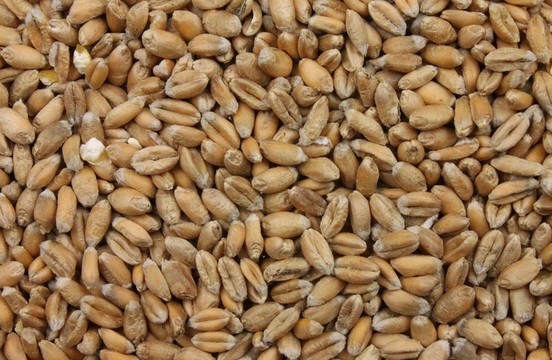 小麥籽粒