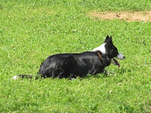 邊境牧羊犬