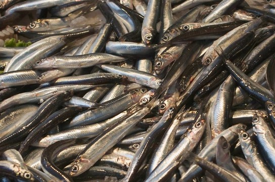 小的魚(yú)