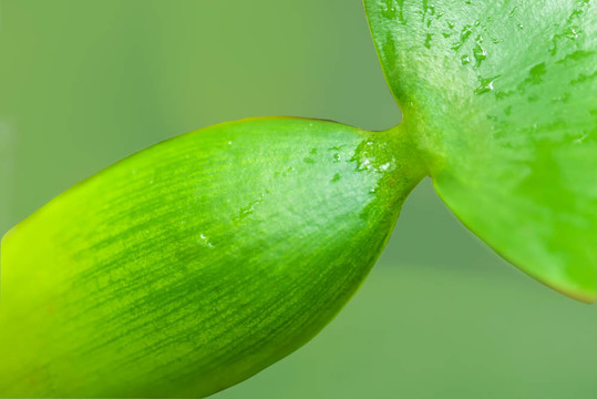 水生植物水葫蘆STE