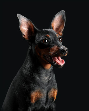 迷你杜賓犬